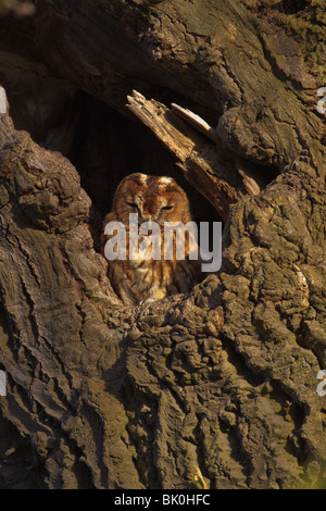 Adult Tawny Owl (Strix aluco) looking out from hole in tree, Cambridgeshire, England Stock Photo