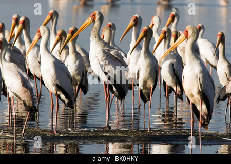 Yellow-Billed Storks - Lake Nakuru National Park, Kenya Stock Photo