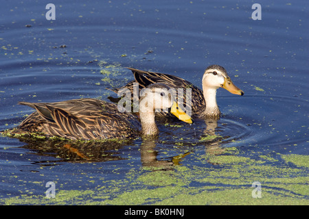 Mottled Ducks - Green Cay Wetlands - Delray Beach, Florida USA Stock Photo