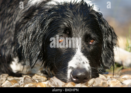 Mongrel Stock Photo