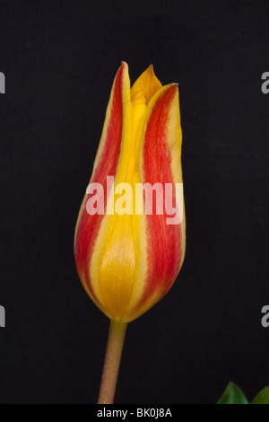 A two coloured yellow and red closed tulip flower on a black background