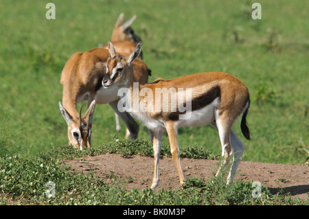 Thomson's Gazelles Gazella rufifrons feeding in grassland savanna Stock Photo