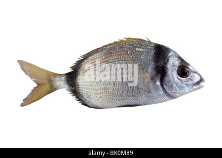 diplodus vulgaris fish two band bream isolated on white Stock Photo