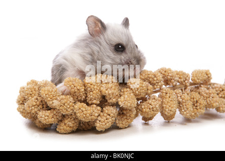 Dwarf Campbell Russian Hamster Portrait of single adult male Studio, UK Stock Photo