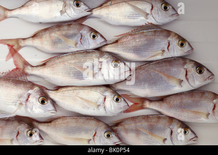 common pandora fish pagellus erythrinus catch background Stock Photo