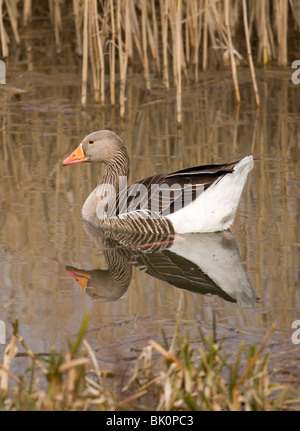 Greylag Goose Anser anser Single adult on water UK Stock Photo