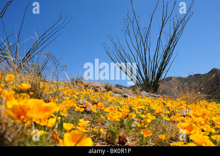 Mexican poppies, (Argemone mexicana), grow in the foothills of the Santa Rita Mountains near Green Valley, Arizona, USA. Stock Photo