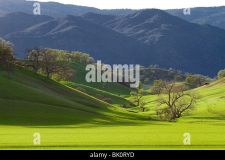 Spring in the oak woodlands in the foothills of the Sacramento Valley and North Coast Ranges, California Stock Photo