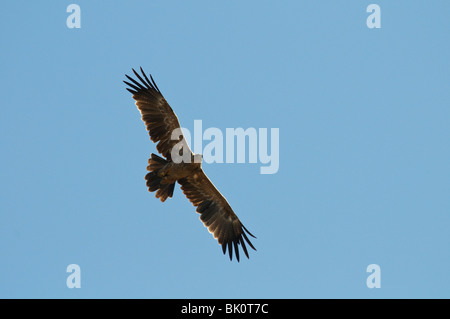 Tawny Eagle Aquila rapax in flight against blue sky Stock Photo