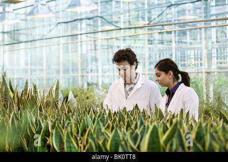 Scientists working in greenhouse Stock Photo
