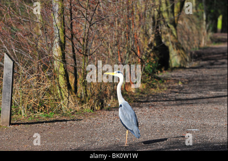 Grey Heron standing on path. Stock Photo