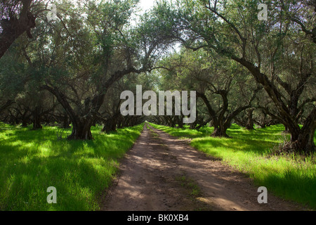 100 year old olive orchards near Oroville, CA, in the Sacramento Valley Stock Photo