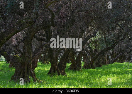 100 year old olive orchards near Oroville, CA, in the Sacramento Valley Stock Photo