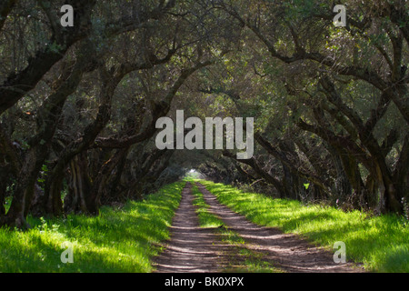 100 year old olive orchards near Oroville, CA, in the Sacramento Valley Stock Photo