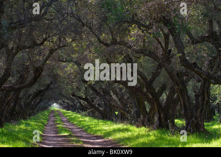 100 year old olive orchards near Oroville, CA, in the Sacramento Valley Stock Photo