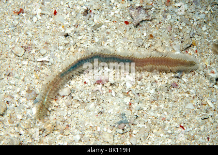 Marine fireworm, or bristleworm, either Chloeia sp, or Pherecardia sp. Stock Photo