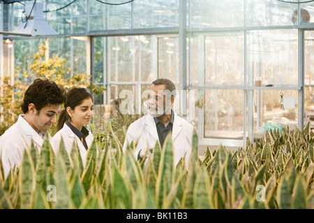 Scientists working in greenhouse Stock Photo