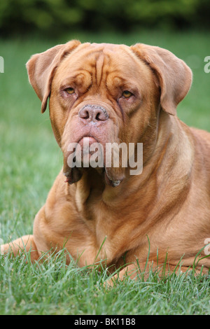 French Mastiff Stock Photo