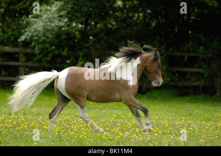 galloping American Miniature Horse Stock Photo