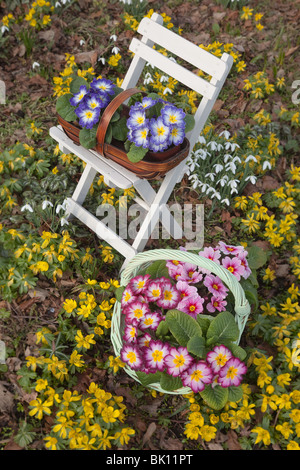 Blue and Pink Polyanthus ready for planting out with Winter Aconites in Garden Setting Stock Photo