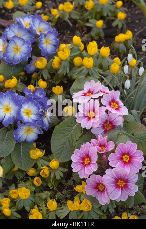 Blue and Pink Polyanthus with Winter Aconites in Garden Setting Stock Photo