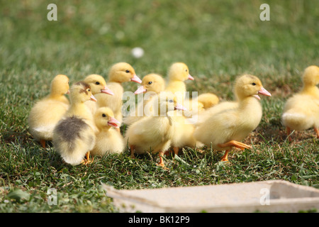 young Muscovy ducks Stock Photo