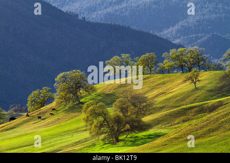 Spring in the oak woodlands in the foothills of the Sacramento Valley and North Coast Ranges, California Stock Photo