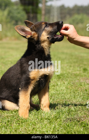 german shepherd puppy Stock Photo