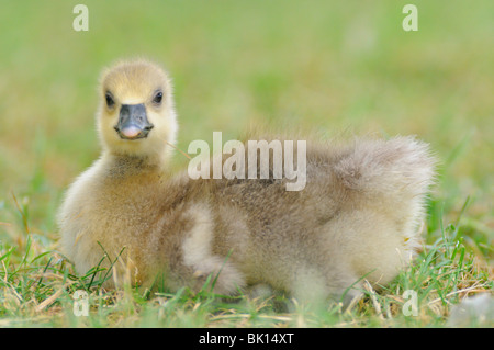 young greylag goose Stock Photo