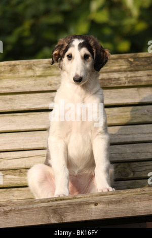 Borzoi Puppy Stock Photo