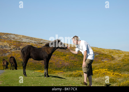 man with Dartmoor Hill Pony Stock Photo