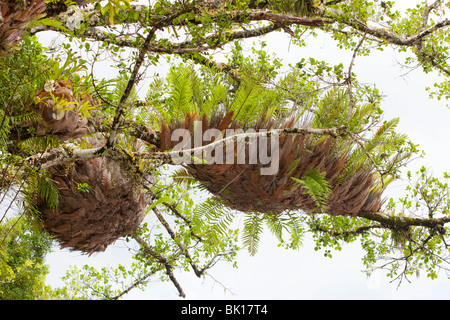 Epiphytic ferns in the Daintree rainforest in the North of Queensland, Australia Stock Photo