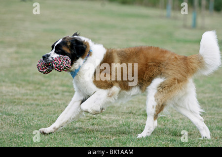 running Saint Bernard Stock Photo