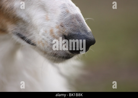 dogs nose Stock Photo