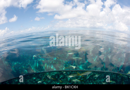 Over/under view of sky with clouds  and clear water with coral reef below Stock Photo