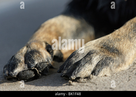 paws Stock Photo