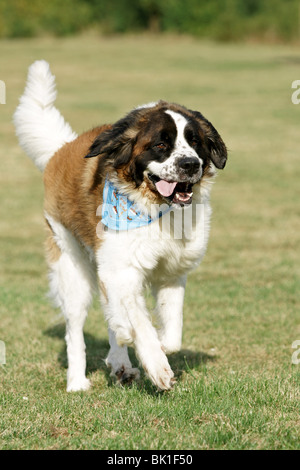 running Saint Bernard Stock Photo