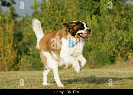 running Saint Bernard Stock Photo