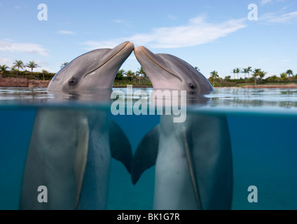 Atlantic Bottlenose Dolphin (Tursiops truncatus), nose to nose in the Dolphin Cay at the Atlantis Resort, Bahamas Stock Photo