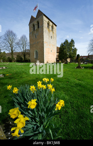 Spring Daffodils in the church grounds of St Bartholomew Fingest village Buckinghamshire UK
