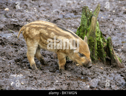 European Wild Boar Piglets, Sus scrofa scrofa, Suidae, Playing in the Mud Stock Photo