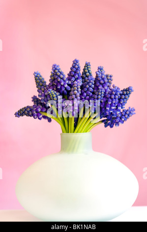 bunch of muscari or grape hyacinth in a vase can against a pink background