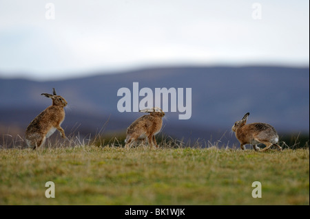Brown Hare (Lepus europaeus) Stock Photo