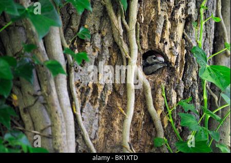 Juvenile Great spotted woodpecker (Dendrocopos major) at nest hole Stock Photo