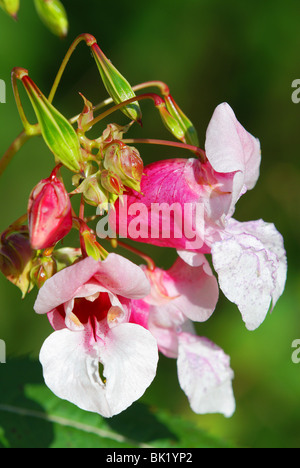 Indian balsam - Impatiens glandulifera royle Stock Photo