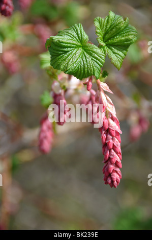 Budding flowers March Ribes sanguineum currant Stock Photo
