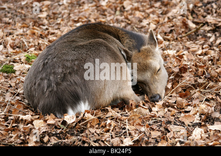 Sika Deer Fawn, Cervus nippon nippon, Cervidae. Stock Photo