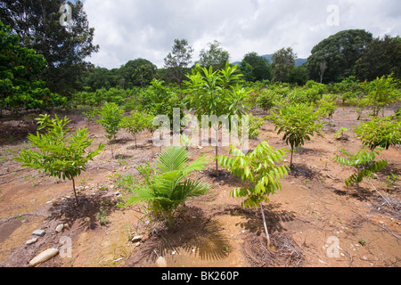 Planting rain forest trees in the Daintree as part of a carbon offset project, Australia. Stock Photo