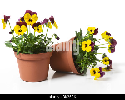 Two Flower Pots with Yellow Pansies on White Background Stock Photo