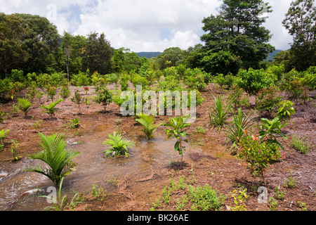 Planting rain forest trees in the Daintree as part of a carbon offset project, Australia. Stock Photo